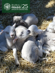 Expo Prado 2025 – Entradas | Uruguay Descuentos